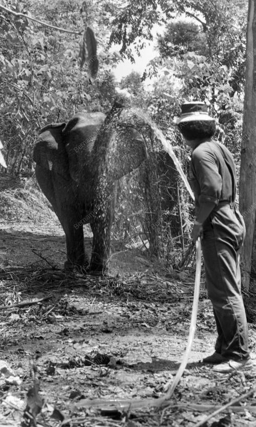 GAJAH LIAR
