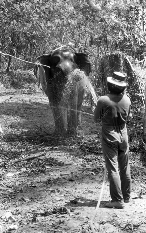 TG29_19032015_GAJAH_LIAR