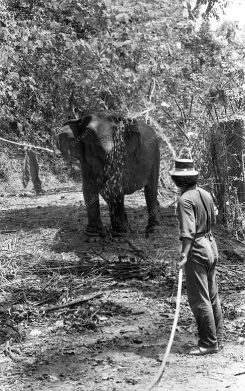 TG30_19032015_GAJAH_LIAR