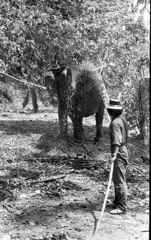 TG31_19032015_GAJAH_LIAR