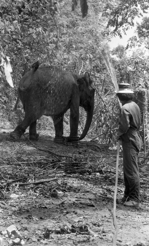 TG32_19032015_GAJAH_LIAR