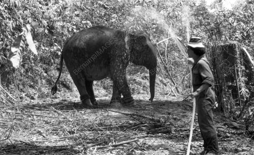 TG34_19032015_GAJAH_LIAR