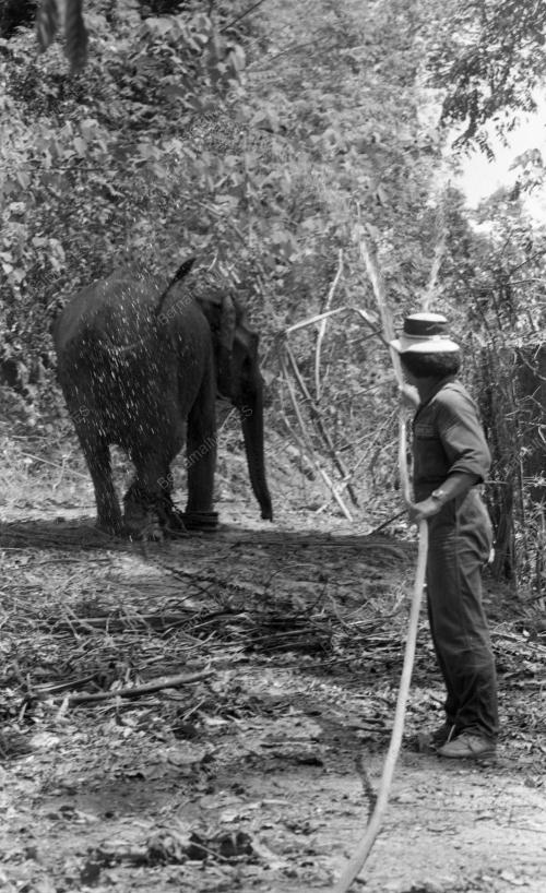 TG35_19032015_GAJAH_LIAR