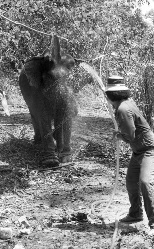 TG36_19032015_GAJAH_LIAR