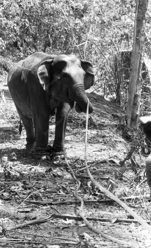 TG37_19032015_GAJAH_LIAR