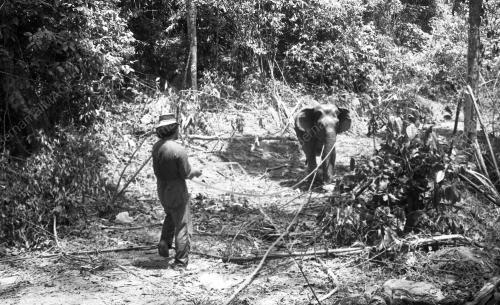 TG38_19032015_GAJAH_LIAR