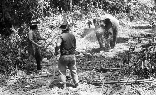 TG40_19032015_GAJAH_LIAR