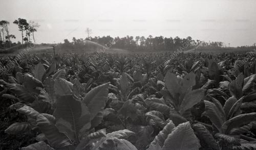 TG46_13012015_RENCANA_TEMBAKAU