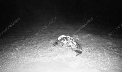 TG66_22012015_PENYU