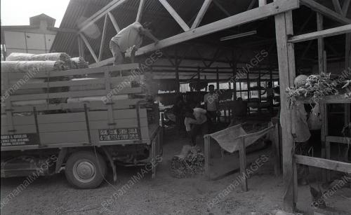TG73_13012015_RENCANA_TEMBAKAU
