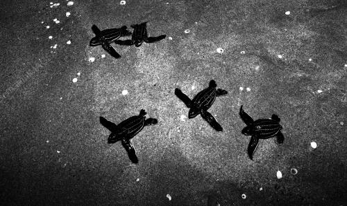 TG81_22012015_PENYU