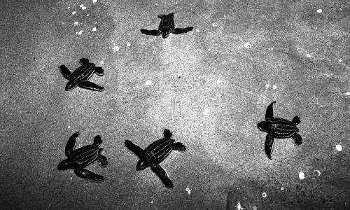 TG82_22012015_PENYU