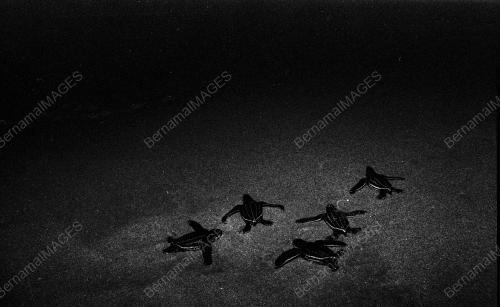 TG84_22012015_PENYU