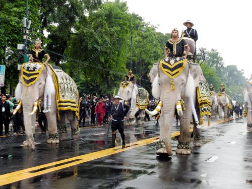 TH01_08112016_MANGKAT_GAJAH