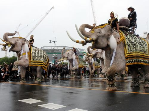 TH02_08112016_MANGKAT_GAJAH