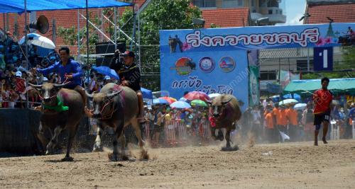 BUFFALO_RACING