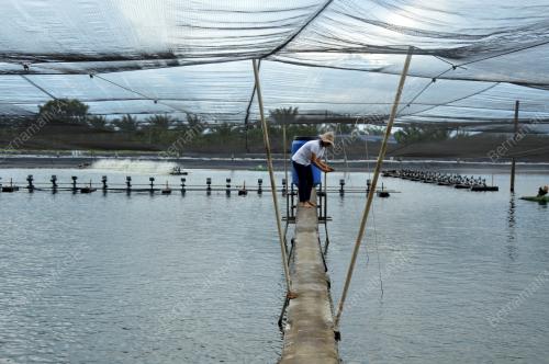 SHRIMP FARMERS