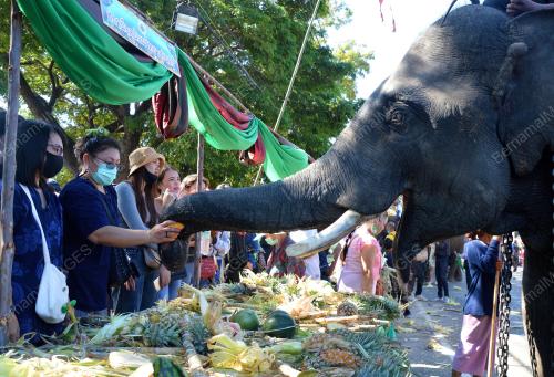 ELEPHANT FESTIVAL