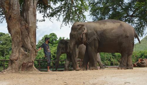 ELEPHANTS WORLD