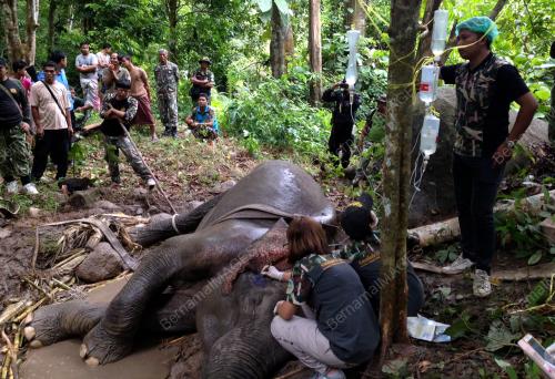 THA01_24092016_GAJAH