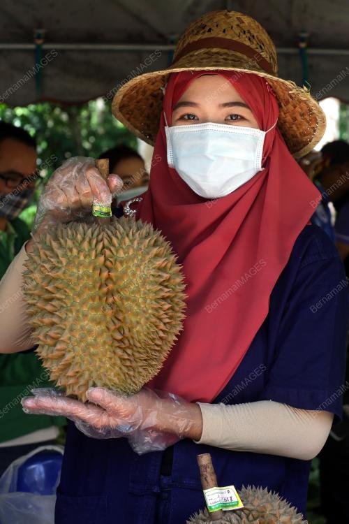 DURIAN PATTANI