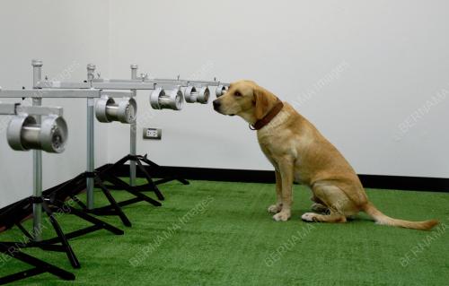 SNIFFER DOG-TRAINED TO DETECT COVID-19