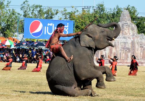 ELEPHANT ROUND-UP FESTIVAL