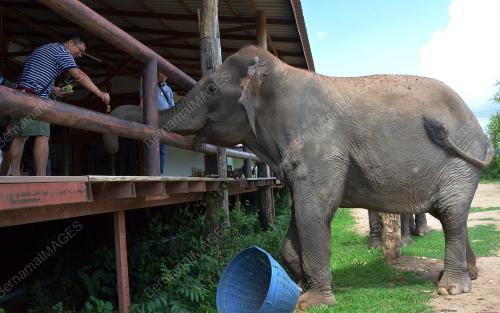 ELEPHANTS WORLD