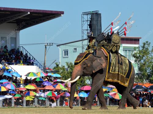 ELEPHANT ROUND-UP FESTIVAL