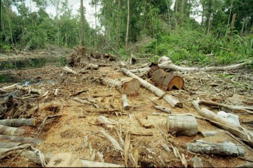 TIMBER011_04022016