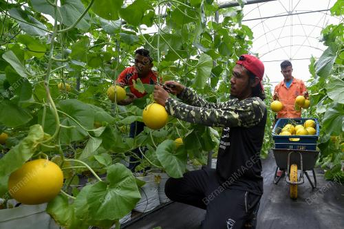 MELON MANIS TERENGGANU