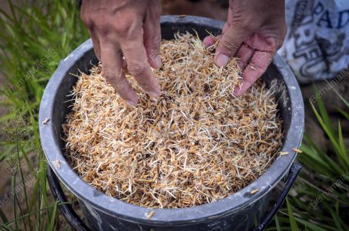 MENABUR BENIH PADI SECARA TRADISIONAL