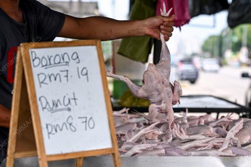 PENAMATAN SUBSIDI AYAM