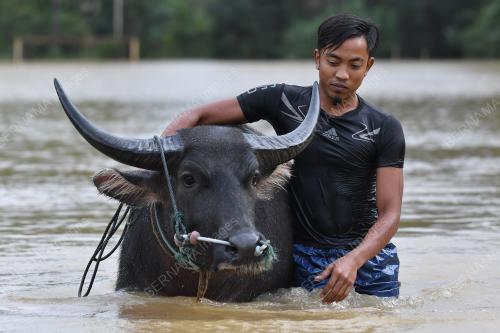 MANDI KERBAU DALAM BANJIR