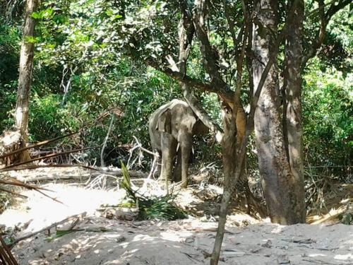 TR01_02042016_GAJAH