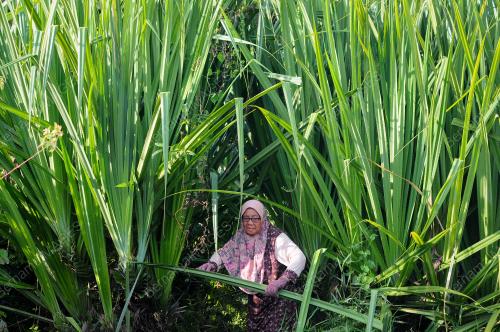MENCARI DAUN MENGKUANG