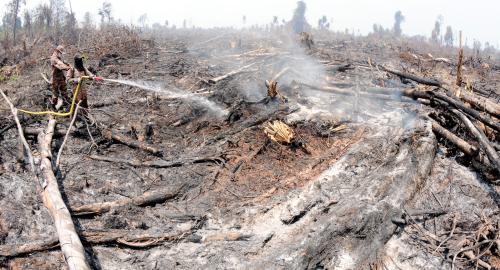 TR01_03032014_HUTAN_TERBAKAR