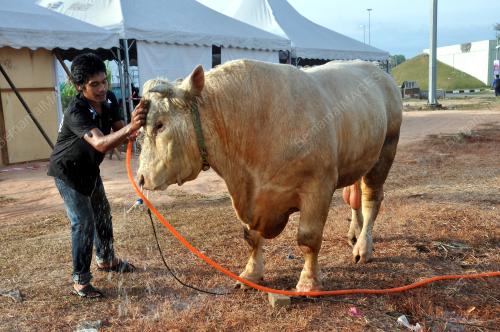 TR01_03032018_LEMBU_SADO