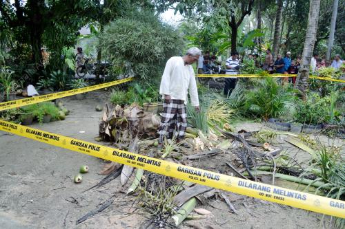 MAUT DITIMPA POKOK KELAPA