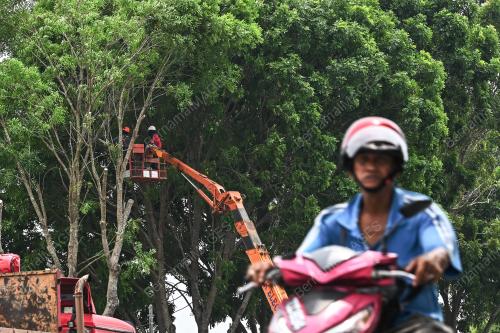 PEMANGKASAN POKOK SECARA BERKALA