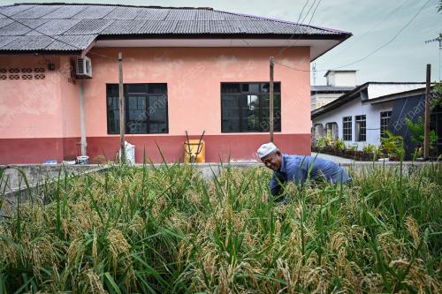 TANAMAN PADI DI PERKARANGAN RUMAH