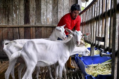 PENTERNAK KAMBING