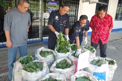DAUN KETUM