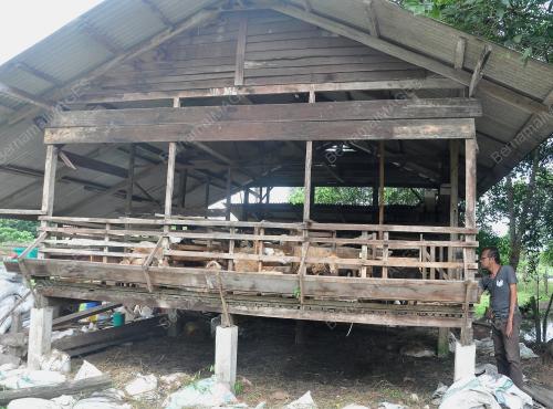 BIRI-BIRI DISERANG ANJING