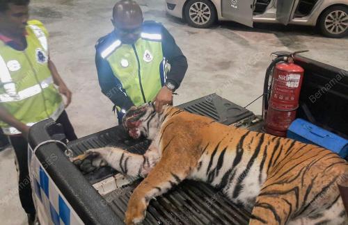 TR01_06022016_HARIMAU_MATI