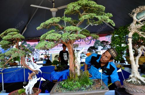 TR01_06092017_BONSAI