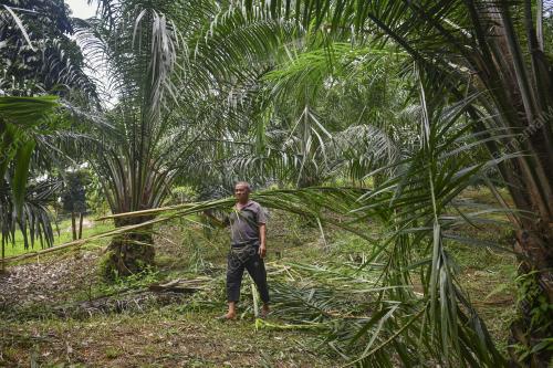 TANAMAN ROSAK ANGKARA GAJAH LIAR