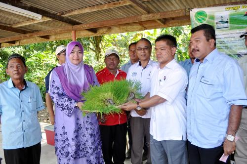 TR01_07012014_PADI_ORGANIK