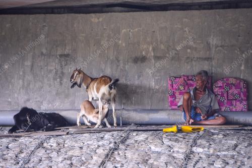 BAWAH JAMBATAN JADI TEDUHAN 4 EKOR KAMBING