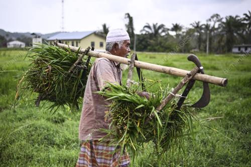 TRADISI LAMA MENCERUT RUMPUT